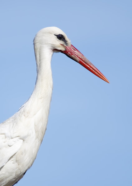 white stork