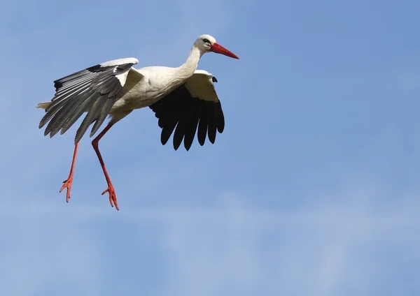 Hvid stork - Stock-foto