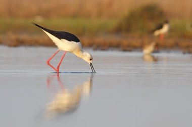 kanatlı Uzunbacak