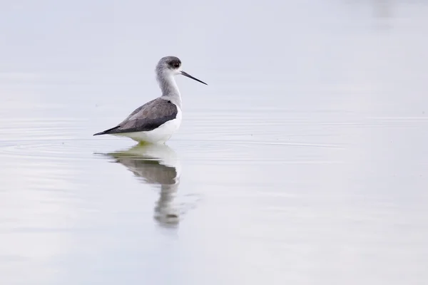 Stelzenläufer — Stockfoto