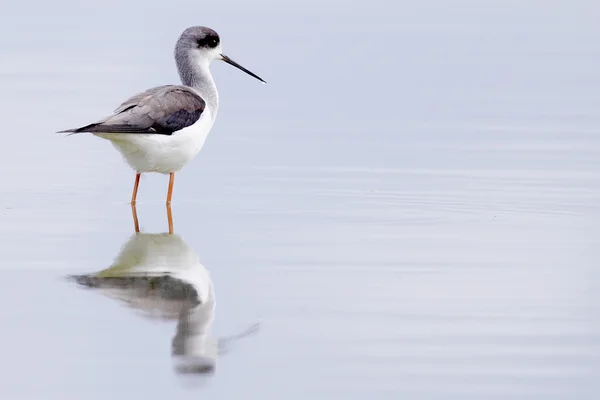 Winged stilt — Stockfoto