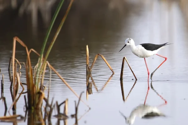 Winged stilt — Stockfoto