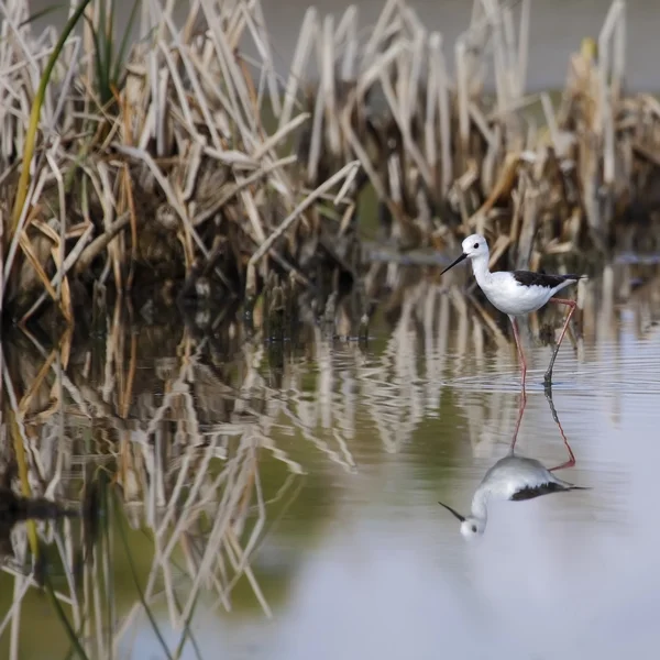 Winged stilt — Stockfoto