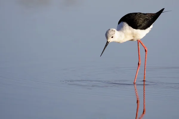 Winged stilt — Stockfoto