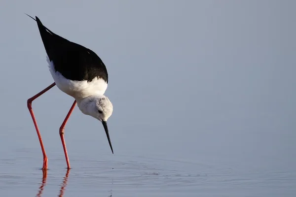 Stelzenläufer — Stockfoto