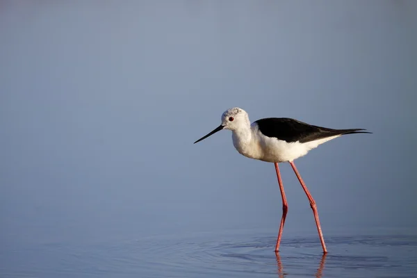 Zancada alada — Foto de Stock