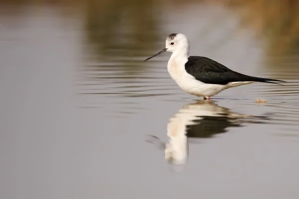 Winged stilt — Stockfoto