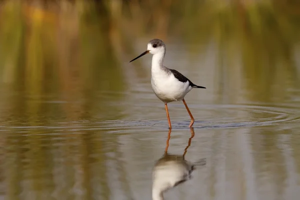 Winged stilt — Stockfoto