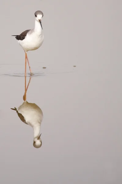 Stelzenläufer — Stockfoto