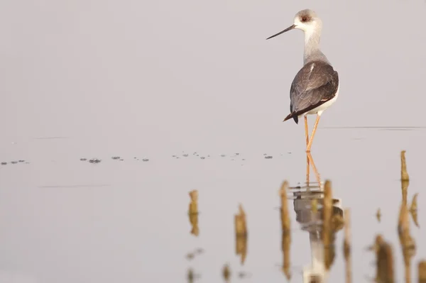 Stelzenläufer — Stockfoto