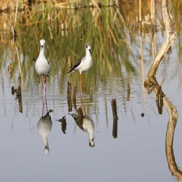 Stelzenläufer — Stockfoto