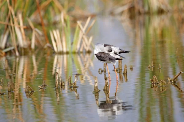 Winged stilt — Stockfoto