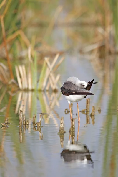 Stelzenläufer — Stockfoto