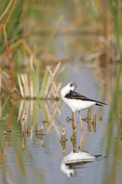 Stelzenläufer — Stockfoto