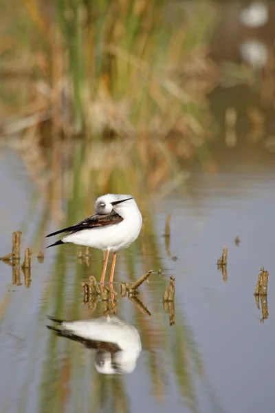 Stelzenläufer — Stockfoto