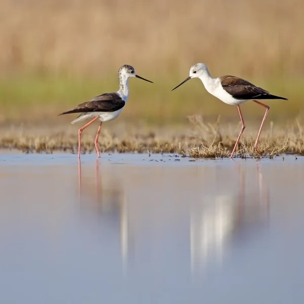 Winged stilt — Stockfoto