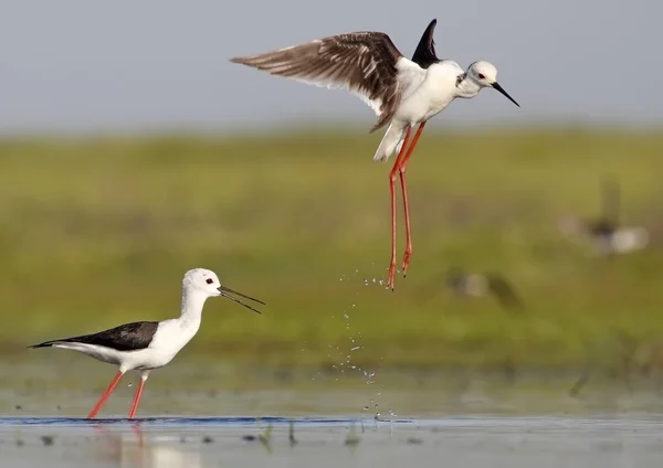 Stilt cu aripi — Fotografie, imagine de stoc