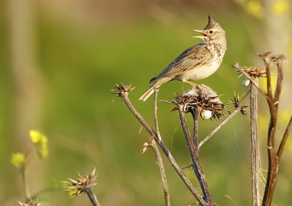 Crested Lark — Stock Photo, Image