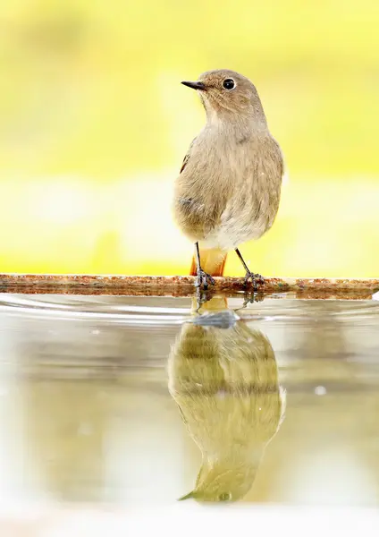 Negro Redstart —  Fotos de Stock