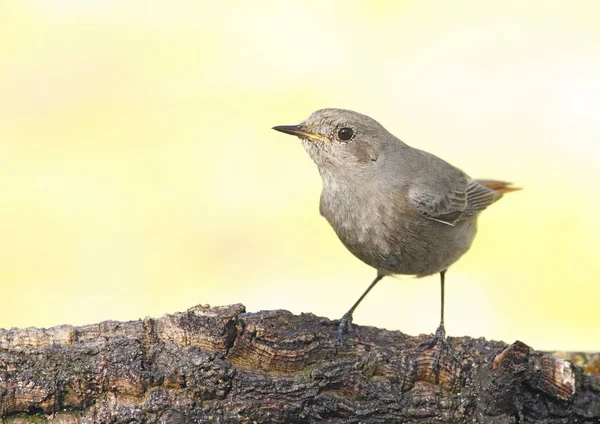 Svart rödstjärt — Stockfoto