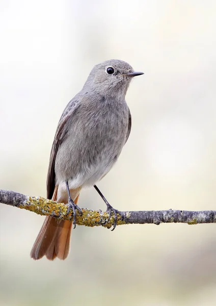 Negro Redstart —  Fotos de Stock