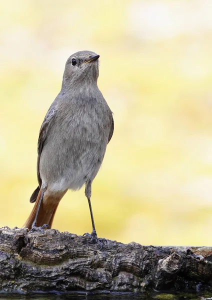 Nero Redstart — Foto Stock