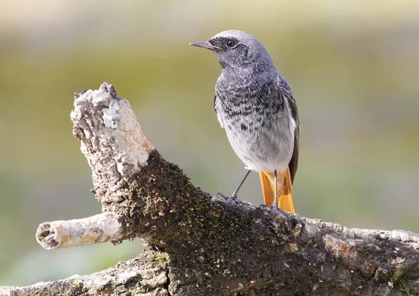 Negro Redstart —  Fotos de Stock