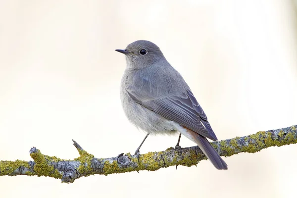 Nero Redstart — Foto Stock