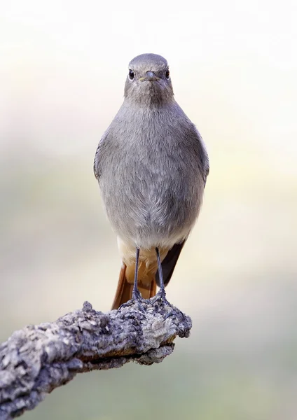 Zwarte Roodstaart — Stockfoto