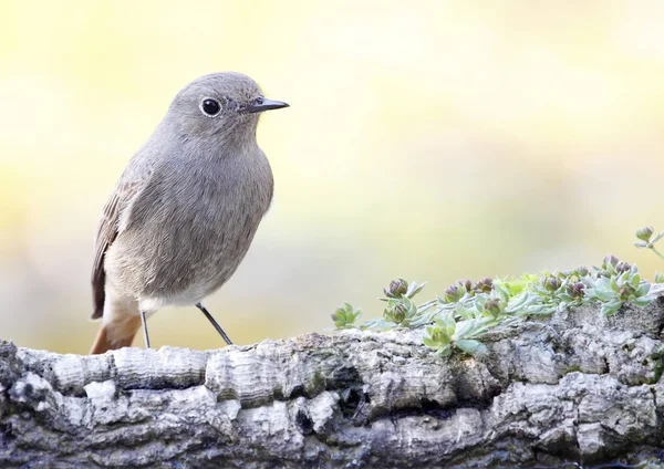 Nero Redstart — Foto Stock