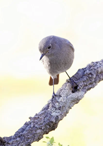 Preto Redstart — Fotografia de Stock