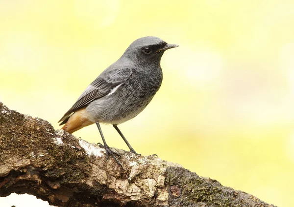 Svart rödstjärt — Stockfoto