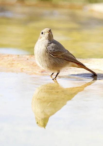 Nero Redstart — Foto Stock