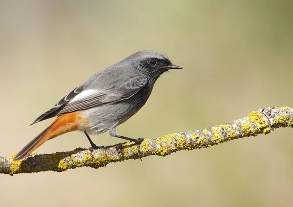 Μαύρο redstart — Φωτογραφία Αρχείου