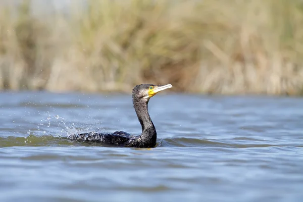 Great cormorants — Stock Photo, Image