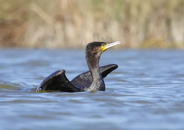 Great cormorants — Stock Photo, Image