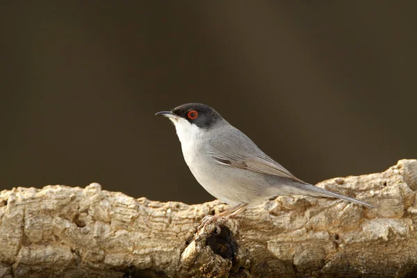 Sardinsk Warbler – stockfoto