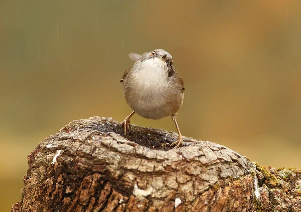 Sardinsk Warbler – stockfoto