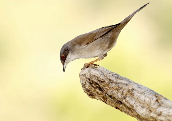 Sardinian warbler — Stock Photo, Image