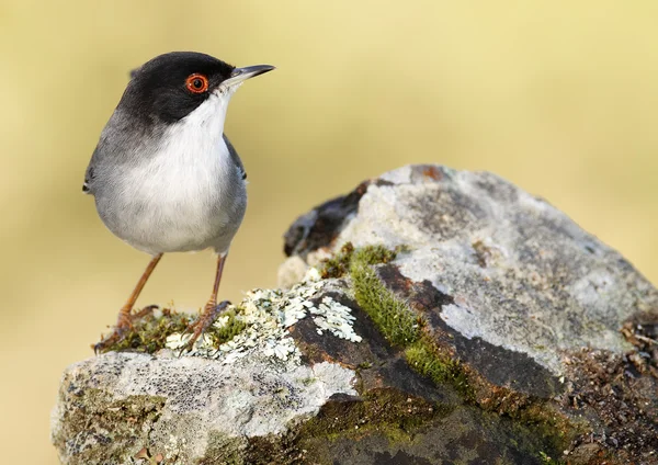 Sardinengrasmücke — Stockfoto