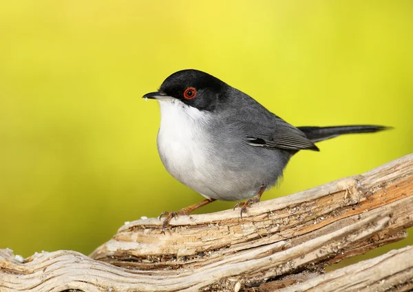 Sardinengrasmücke — Stockfoto