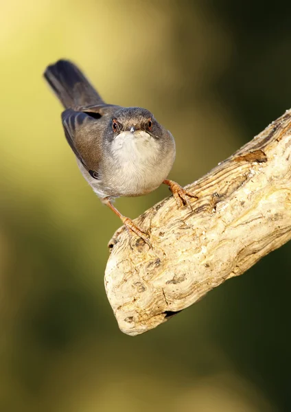 Parula sarda — Foto Stock