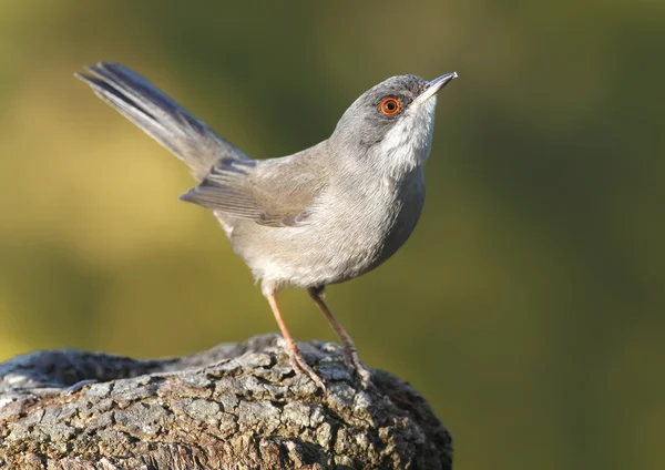 Sardinengrasmücke — Stockfoto