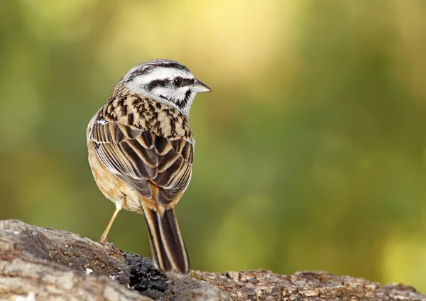 Buntning — Stockfoto