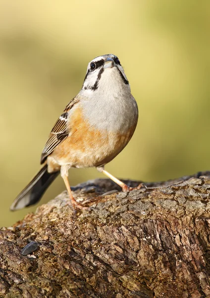 Buntning — Stockfoto