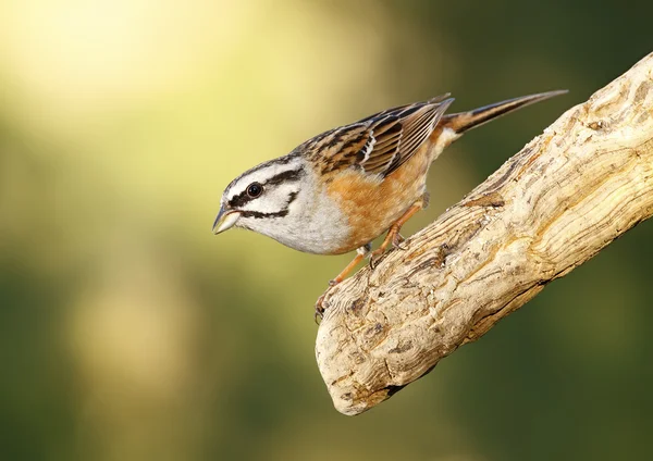 Bunting — Stock Photo, Image