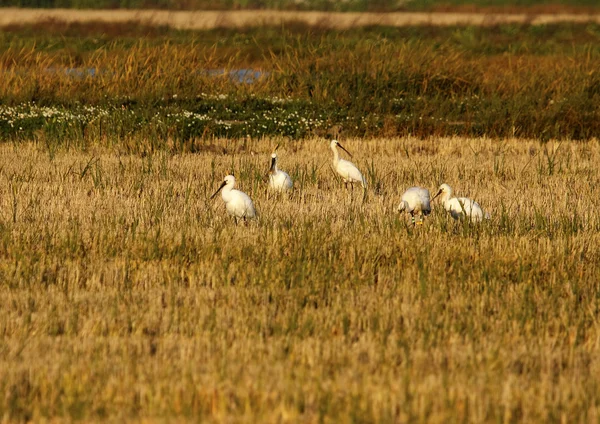 Spoonbill — Stock Photo, Image