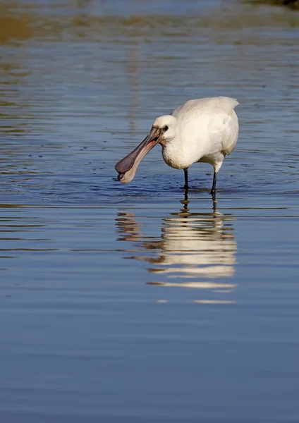 Skedstork — Stockfoto