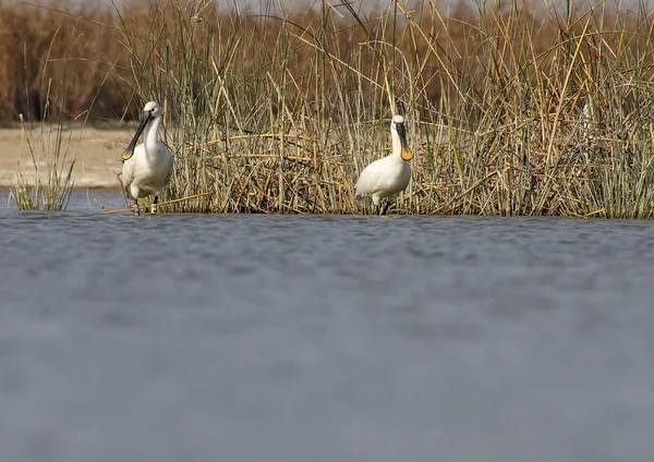 Spoonbill — Stock fotografie