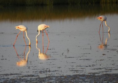 pembe flamingo